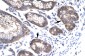 MEOX1 antibody - N-terminal region